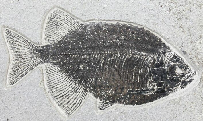 Phareodus Fossil Fish - Scarce Species #50690